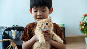 Generasi 2026 Pilih Punya Kucing daripada Punya Anak: 'Anak Butuh Biaya Sekolah, Kucing Cuma Butuh Whiskas'